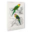 Parrot Illustrations by Charles D Orbigny - Wrapped Canvas-55366609