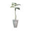 Plante de 72 po