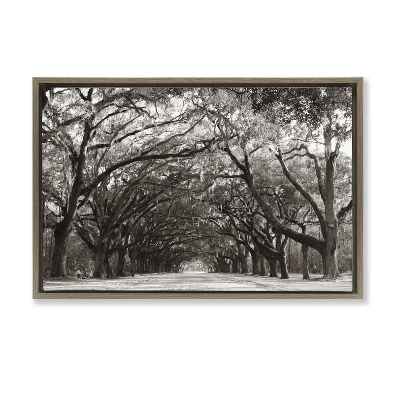 Cadre flottant Georgia Stroll Tree Tunnel, design par Nathan Larson, H 17 po x l 25 po, Cadre flottant orme Montalcino