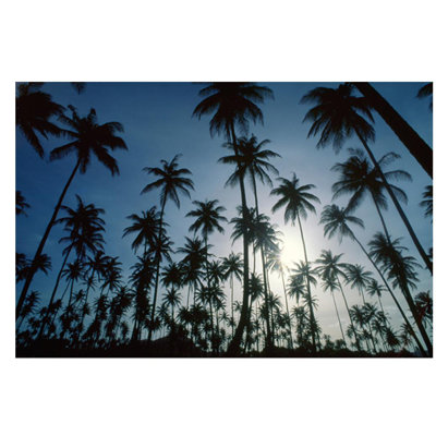 Island Evening II Print by Mike Toy
