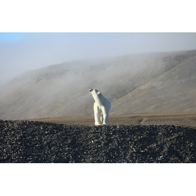 Ours polaire par Murphy_Shewchuk