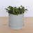 Modern Plastic Indoor/Outdoor Round Planter with Saucer-564300520-537849383