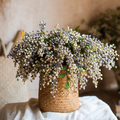 Dilatatum plante en faux linden