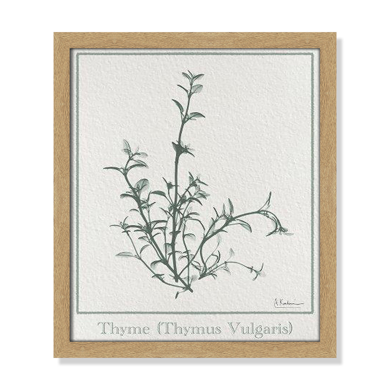 Jeanette "Thymus Vulgaris" Print, 15" H x 13" W x 1.25" D, Natural Framed Paper