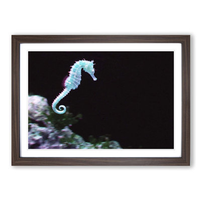 Seahorse Framed Photographic - Framed Print