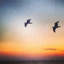 «Sunset», reproduction sur toile tendue-1150675725