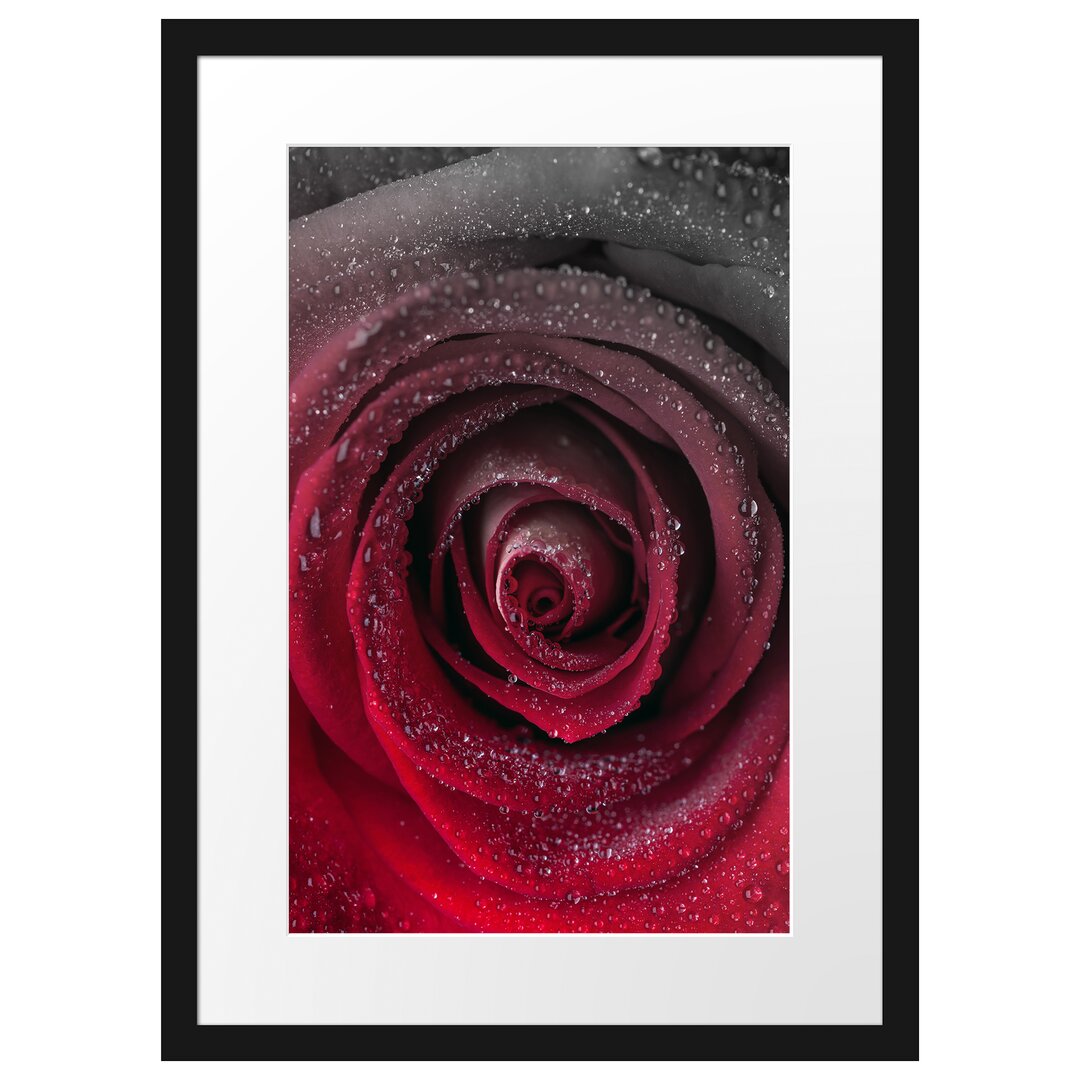 Gerahmter Fotodruck Red Tender Rose Blossom