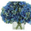 Hydrangea in Blue