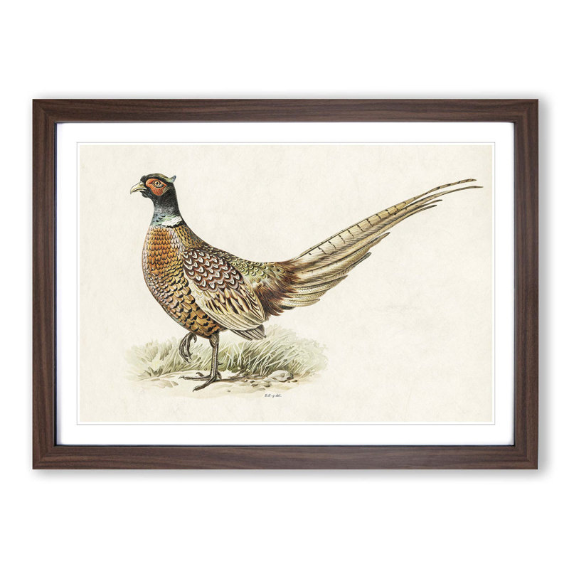 Ring-Necked Pheasant by Von Wright - Picture Frame Painting Print on MDF, 27cm H x 36cm W x 2cm D, Walnut Framed