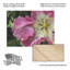 Kurt Shaffer Exotic Frilly Pink Tulip Wood Slat Art-1975894018
