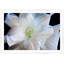 Double White Amaryllis Print by Lillian August