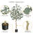 Eucalyptus Tree Artificial With Silver Dollar Leaves