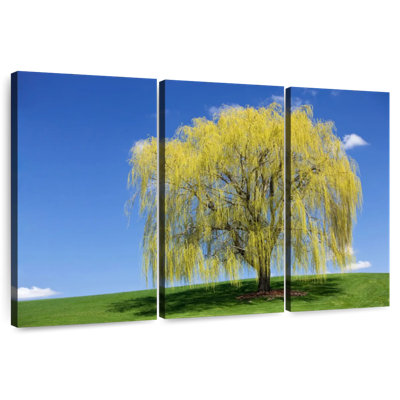 Saule Harnek Spring Weeping