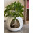 Hidden Litter Box Enclosure With Decorative Planter