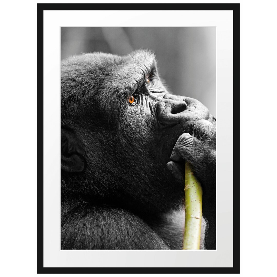 Gerahmtes Poster Stolzer Gorilla isst