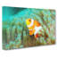 Clownfish Vol.1 - Wrapped Canvas-61851150
