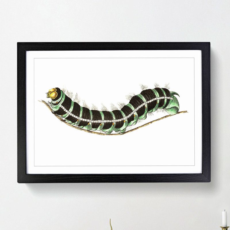 Illustration of a Green Caterpillar - Framed Print, 27cm H x 36cm W x 2cm D, Black Framed