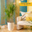 Dracaena Plant in Basket