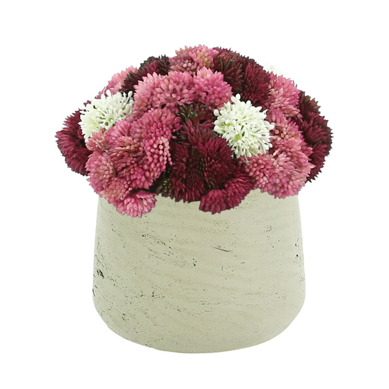 Assortiment de pots Sedum
