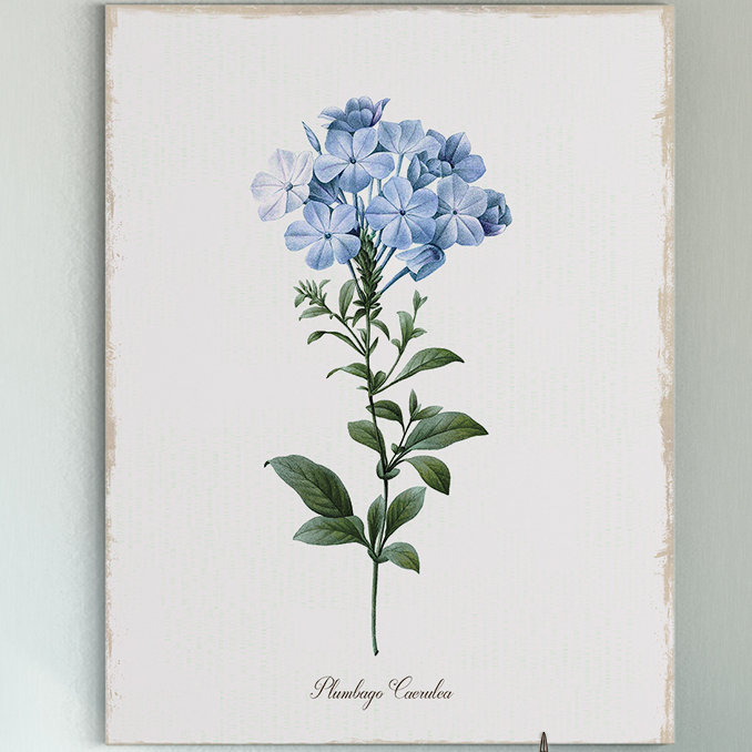 « cape leadwort », reproduction d’art sur toile tendue, H 24 po x l 32 po x P 1,5 po