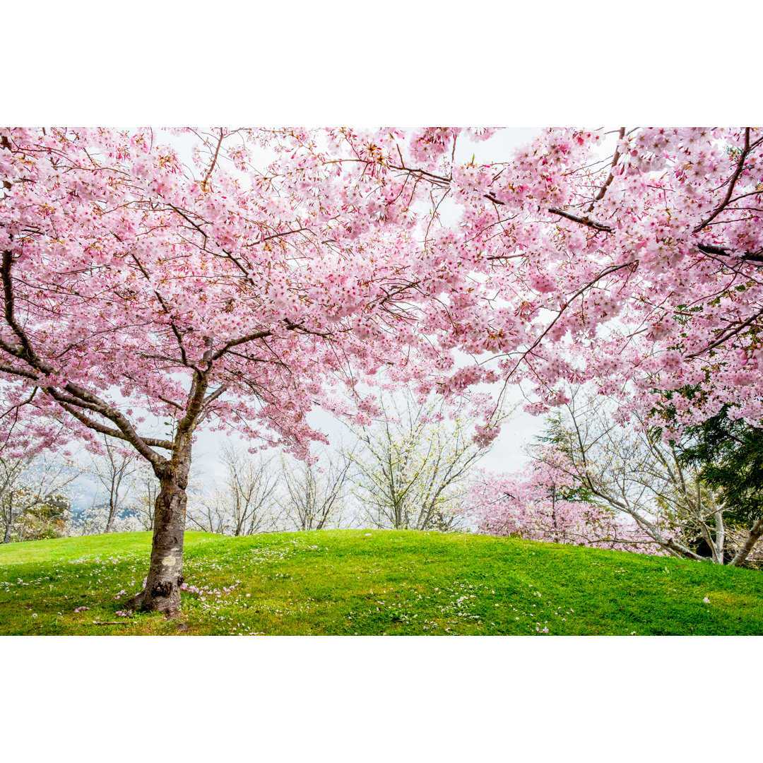 Bloom Cherry Blossom Trees von Huafires - Leinwandbild