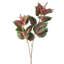 34 po Garden Coleus -1325439558