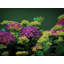 Hydrangia Print by Tom Kostes