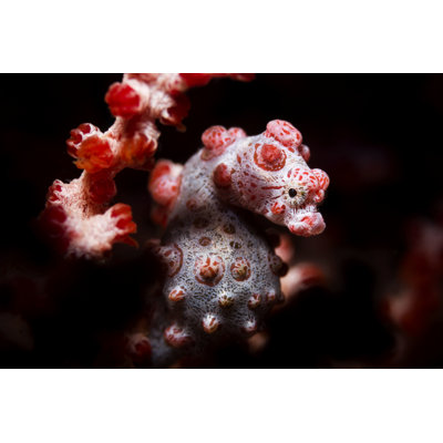 Pygmy Seahorse Reef by Mkurtbas - Wrapped Canvas Print