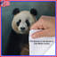 Housses de couette Panda Portrait Art-123335172