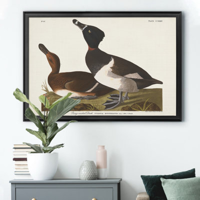 " Ring Necked Duck "