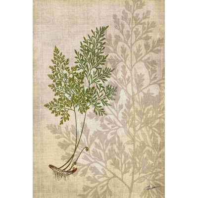 British Ferns IV