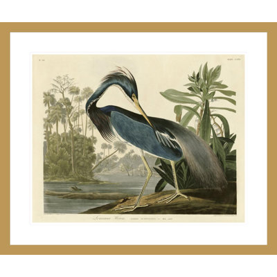 «Louisiana Heron» par John James Audubon, impression giclée encadrée