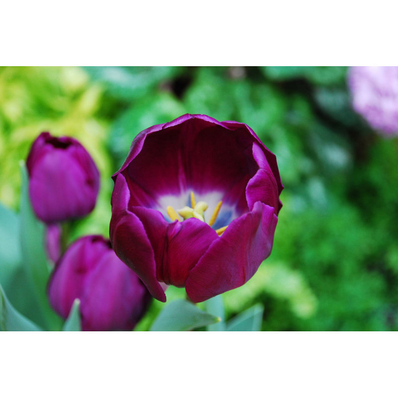 Mauve mauve - photographie sur toile tendue, H 8 po x l 12 po