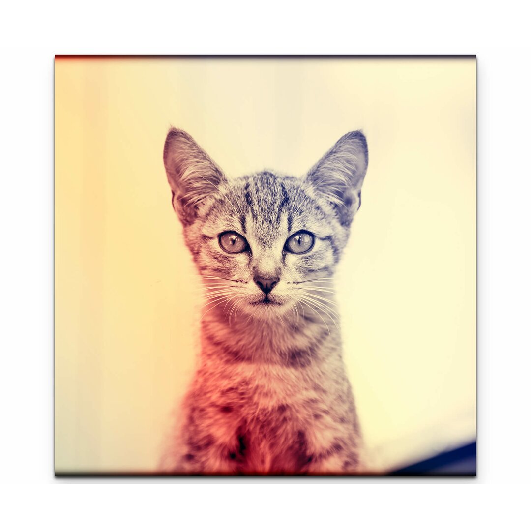 Leinwandbild Portrait - Baby Katze