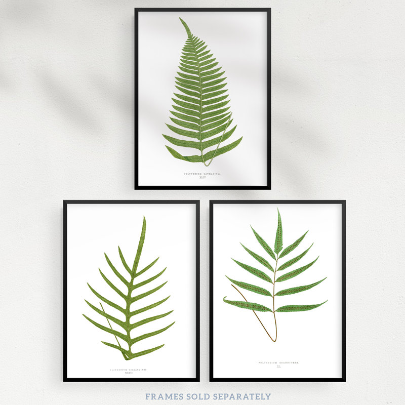 Botanical Aesthetic Single Fern Leaves Detailed Fern Frond Vintage - 3 Piece No Frame Print Set, 29.7cm H x 21cm W x 0.4cm D