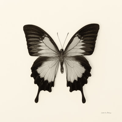 Papillon III BW