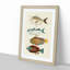 East Indies Fish Illustrations Fol. 2 by Louis Renard - Picture Frame Painting Print-55547278-55547279