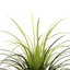 Yucca artificiel en pot-88626081-125320798