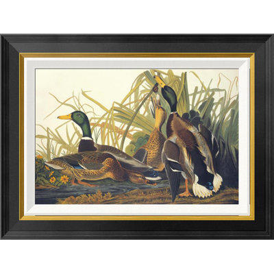 " Mallard Duck " by James Audubon