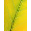 Autumn Leaf Print by Philippe Monthoux-65800349-65800351