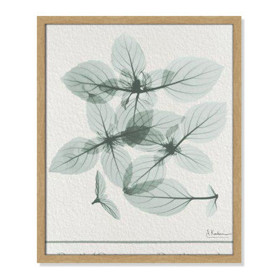 Jeanette "Basil Ocimum Basilicum" Painting