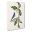 Blue Linnet Bird by Mark Catesby - Wrapped Canvas-55315146
