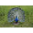 Peacock with Feathers Out Statue