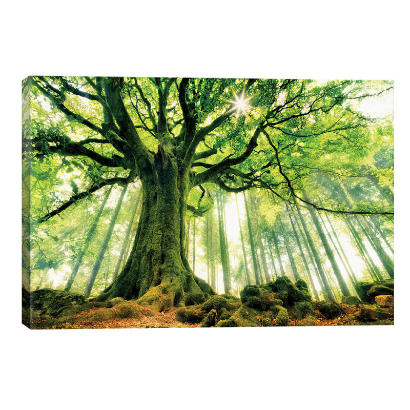 Christophe Kiciak - Wrapped Canvas Print, 101.6 cm H x 66.04 cm W x 1.91 cm D