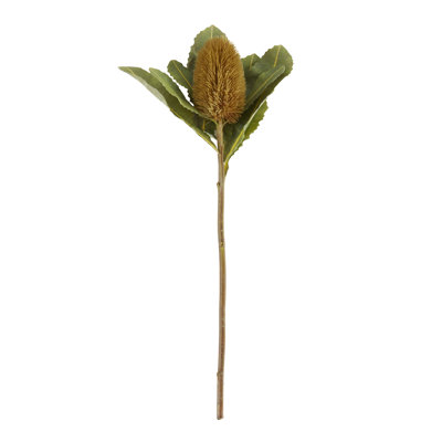 Protea vaporisateur floral (ensemble de 6)