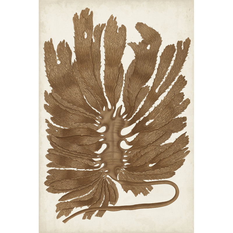 Sepia Seaweed I by Vision Studio - Painting, 46 cm H x 30 cm W, Wrapped Canvas