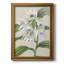Toile encadrée Orchid Blooms III-446346679