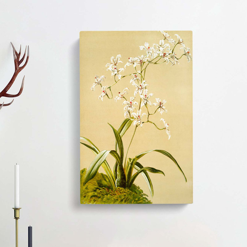 Magnolia Flowers Illustration Tab.41 by Frederick Sander - Wrapped Canvas Print, 60cm H x 40cm W x 3cm D