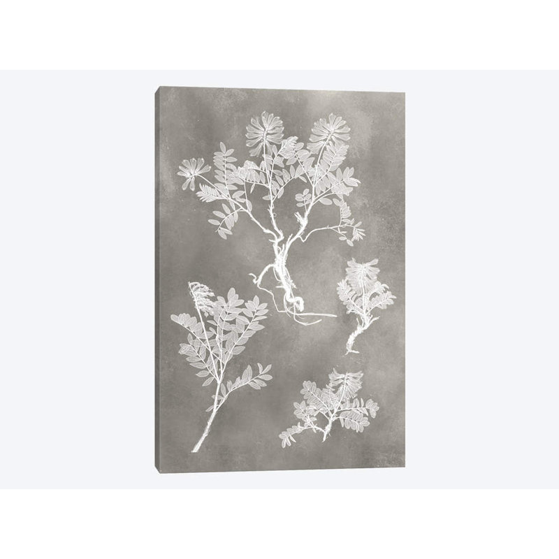 «Herbarium Study II», impression sur toile tendue, H 12 po x l 8 po x P 0,75 po