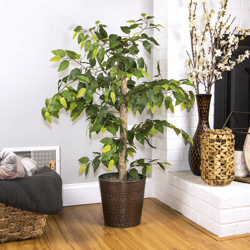 Ficus de 4 pieds dans un panier en métal cuivré